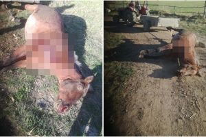 FOTO Iapă împuşcată la Hamba. Proprietarul bănuieşte braconierii