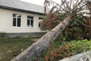 Primarul Bujorel promite ca va face. Copacul zace si acum in fata scolii din Hideaga