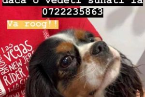 Căteluşă pierdută în zona pieţei din Focşani