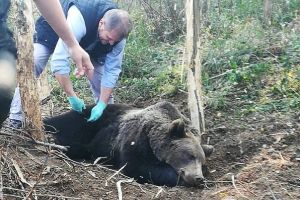VIDEO: Ursul prins în laţ a fost eliberat