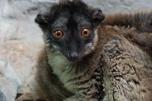 Noi animale la Zoo Oradea : Printre ele, o specie rară de lemuri (FOTO)