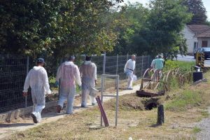 Veterinarii raportează diminuarea numărului focarelor de pestă porcină africană active în Bihor, de la 30 la 19