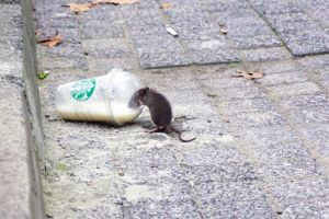 Combaterea rozătoarelor din Sibiu – Deratizare din 4 in 8 noiembrie