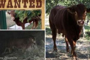 Jerry, un taur din Croatia, vedeta pe internet dupa ce a evadat dintr-un abator