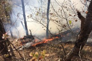 Incendiul devastator din Pădurea Măgura – Zeci de pompieri încă se mai luptă cu flăcările