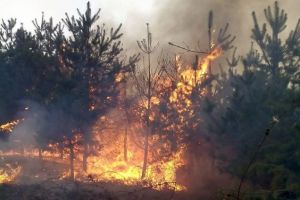 Intervenţie dificilă la un incendiu de pădure în comuna Şinca. Au ars două hectare de litieră