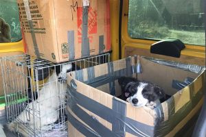 Au abandonat la marginea drumului o căţea cu pui într-o cutie pe care le apărea numele şi ...