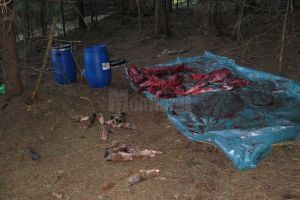 Condamnări exemplare pentru doi indivizi care au împuşcat un cerb şi patru căprioare, ...
