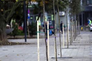 Amplă campanie de plantări de arbori în Galaţi