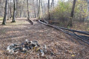 Marşul pentru păduri, duminică la Bistriţa