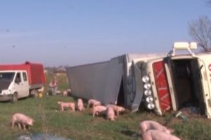 Accident pe pasarela de la Metro. Un TIR incarcat cu purcei a lovit un autoturism