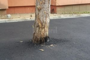 Copac asfaltat de muncitori, recuperat după ce un sucevean a reclamat cum s-a lucrat