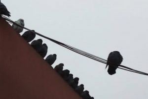 Imaginea zilei: Porumbei la relaxare