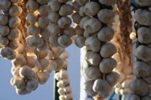 Producţia de usturoi valorificată în judeţ depăşeşte 35.400 de kilograme