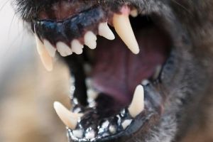 Câini INTERZIȘI în spaţii publice fără lesă şi botniţă. Ce a decis Curtea Constituţională