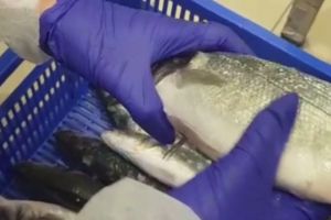 Alertă. Două magazine ale unui important lanţ de hipermarketuri au fost închise în urma neregulilor grave