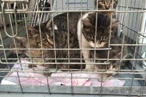 Plângeri la Poliţie şi DSV Suceava pentru otrăvirea pisicilor, în Burdujeni