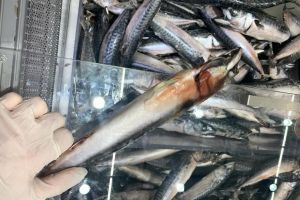 Peşti stricaţi şi mâncare expirată, în magazine Carrefour din România. Nereguli şi la Oradea (FOTO / VIDEO)