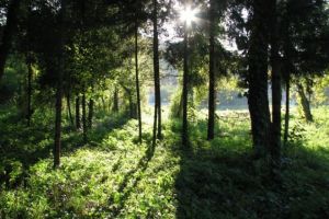 Încep lucrările de amenajare a Parcului Dendrologic