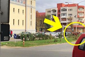 FOTO. Cal surprins plimbându-se singur pe Drumul Botizului şi în centrul oraşului