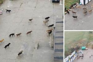 VIDEO- Haită de câini, la plimbare prin Săcele!