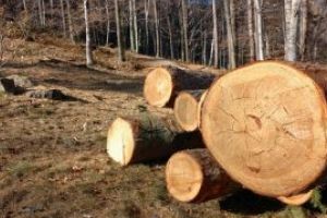 Raport Greenpeace: DEZASTRU in padurile din judet. In Maramures s-a taiat ILEGAL cea mai mare cantitate de lemne in 2018