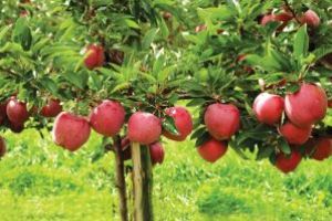 Oficiul Fitosanitar Maramures: Buletin de avertizare – 29 octombrie 2019