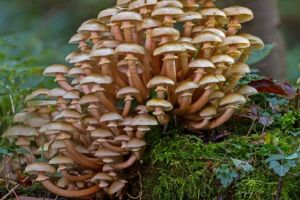 Ghebele – sănătate curată