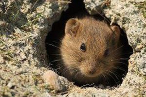 AVERTIZARE OFICIALĂ! Invazie de şoareci în judeţul Satu Mare!