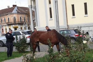FOTO. Povestea calului rătăcit în municipiul Satu Mare. Intervenţie inedită a jandarmilor