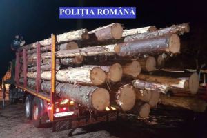 SCUTUL PĂDURII: Poliţiştii din Alba au confiscat 34 de metri cubi de material lemnos, în urma unor controale în teren şi în trafic