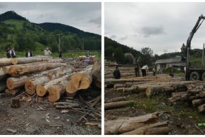 „Captură” a poliţiştilor din Șugag: 15 metri cubi de material lemnos fără documente legale confiscate de poliţişti în urma unui control la o societate comercială