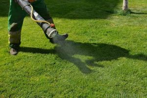 Primăria avertizează: Se deratizează zonele publice şi spaţiile verzi din Oradea