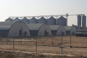 Ultimele informaţii despre pesta porcină în Argeş