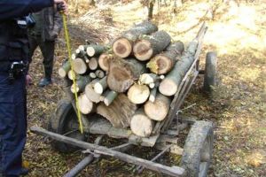 Bărbat de 27 de ani, din Blaj, amendat de jandarmi cu 2.000 de lei, pentru sustragere de material lemnos din Pădurea Cărbunari
