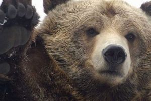 ALERTĂ: Un urs în Târgu Mureş, în Tudor