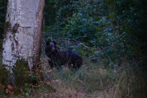 Spaimă de Halloween. Ursul, văzut prin Mureşenii Bârgăului, populaţia alertată