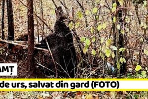 NEAMȚ: Pui de urs, salvat din gard