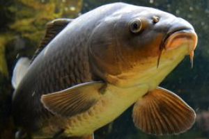 Presedintele Ro-Fish: Consumul anual de peste in Romania a crescut la aproape sapte kilograme pe locuitor