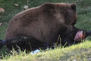 Alerta extrema: Urs semnalat in Targu Mures pe Sarguintei