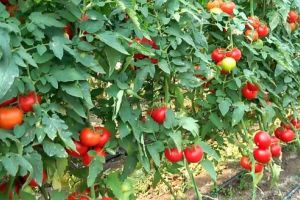 Tot mai mulţi fermieri mureşeni interesaţi de programul de tomate