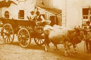 „O bandă de hoţi prinsă”