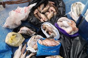 Garda de Coasta: Aproape 50 de kilograme de peste au fost confiscate in Ceatalchioi