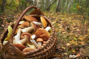 Alertă maximă a poliţiştilor pentru găsirea unui minor, dat dispărut într-o pădure din zona Borsec, unde a plecat la cules de ciuperci