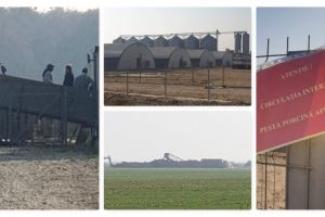 Pesta porcină s-a extins la încă o fermă din Argeş