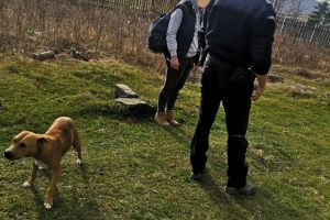 Întâlnire cu ursul la Colibiţa. Jandarmii, chemaţi în sprijin de o fată de 16 ani