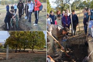 FOTO| „100 de goruni, pentru 100 de ani”:  Activitate de plantare de pomi în Poiana cu goruni din Vinerea
