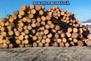 13 firme din domeniul forestier, controlate de poliţişti din mai multe judeţe. Ce sancţiuni s-au dat