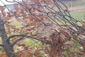 Ursul, pe Valea Jelnii.  A rupt garduri, a dat o tură şi a plecat (FOTO-VIDEO)
