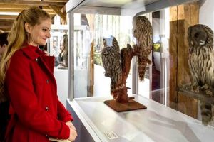 Bufniţe şi fluturi de noapte, la Muzeul Naţional al Banatului din Timişoara